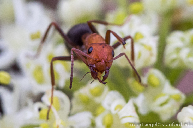 ant on flower